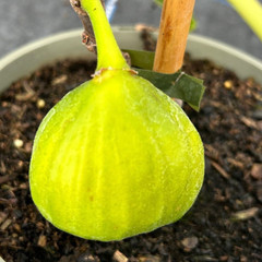 Fig - White Marseilles