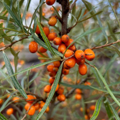 Hippophae rhamnoides - Sea buckthorn hedging