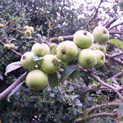 Malus sylvestris - Wild crab apple
