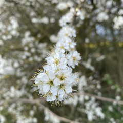 Prunus spinosa - Blackthorn hedging