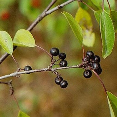 Rhamnus cathartica - Purging buckthorn