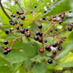 Sambucus nigra - Common elderberry hedging