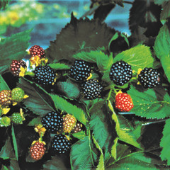 Blackberry - Triple Crown