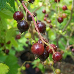 Blackcurrant - Malling Jet