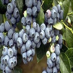 Blueberry - Berkley
