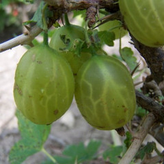 Gooseberry - Cousen's Seedling