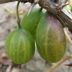 Gooseberry - Freedom