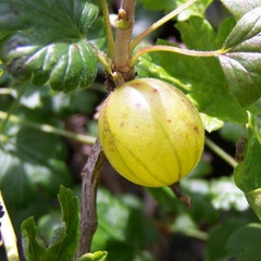 Gooseberry - Hinnonmaki Yellow