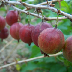 Gooseberry - Ironmonger