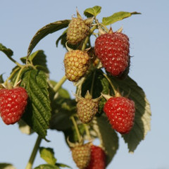 Raspberry - Joan J
