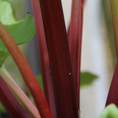 Rhubarb - Raspberry Red