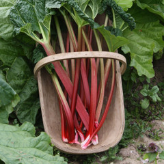Rhubarb - Stockbridge Arrow