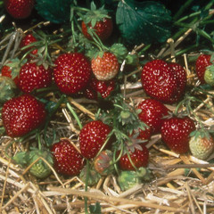 Strawberry - Korona