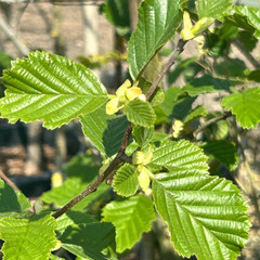 Alnus glutinosa
