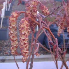 Alnus incana 'Aurea'