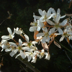 Amelanchier canadensis