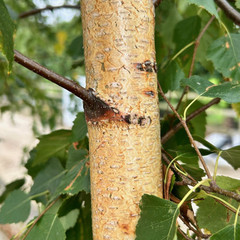Betula pendula