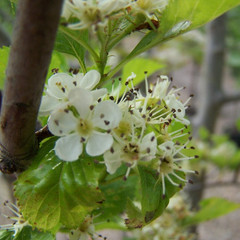 Crataegus persimilis 'Prunifolia'