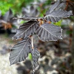 Fagus sylvatica Atropurpurea Group