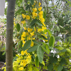 Laburnum alpinum