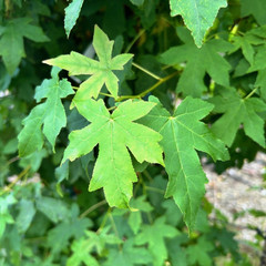 Liquidamber styraciflua