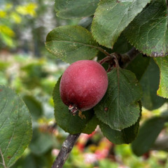 Malus 'Red Glow'