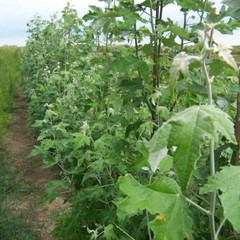 Populus alba 'Racket'