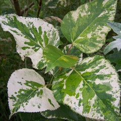 Populus x jackii 'Aurora'