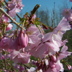 Prunus 'Accolade'