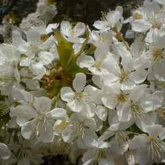 Prunus avium