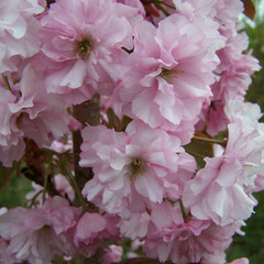 Prunus 'Kanzan'