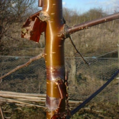 Prunus serrula
