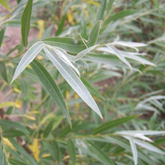 Salix alba caerulea