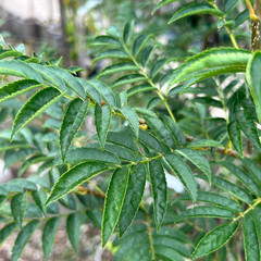 Sorbus commixta 'Embley'