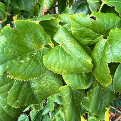 Tilia x euchlora