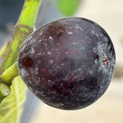 (Ficus) Fig Rouge de Bordeaux