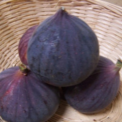 (Ficus) Fig Brown Turkey