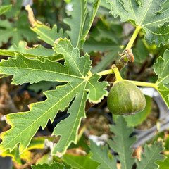 (Ficus) Fig Ice Crystal