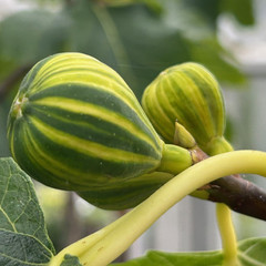 (Ficus) Fig Panache