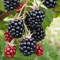 (Rubus) Blackberry Chester