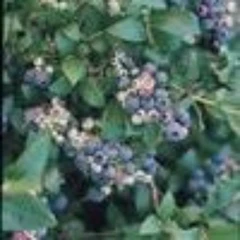 (Vaccinium) Blueberry Bluejay