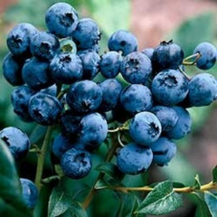 (Vaccinium) Blueberry Spartan