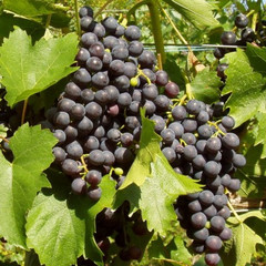 (Vitis) Grape Muscat Bleu