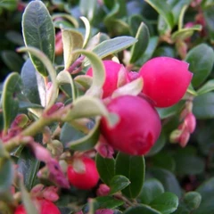 (Vaccinium) Lingonberry Koralle