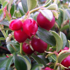 (Vaccinium) Lingonberry Red Pearl