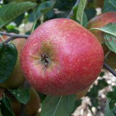 Apple - Adam's Pearmain