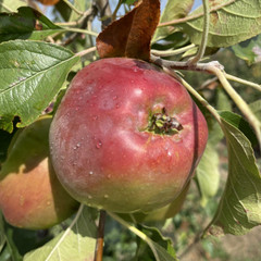 Apple - Craggy's Seedling