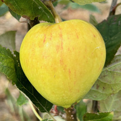 Apple - Dog's Snout
