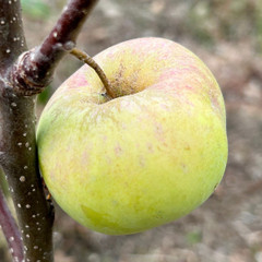 Apple - Early Julyan