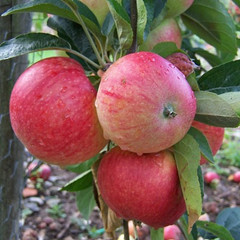 Apple - Early Worcester